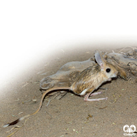 گونه دوپای توسی Tousi Jerboa